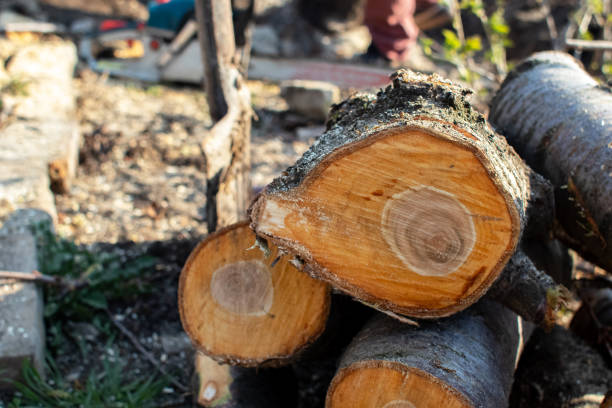 Best Aeration Services  in Eatonville, FL